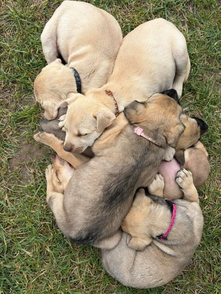 F R I E N D S Puppies 🐾