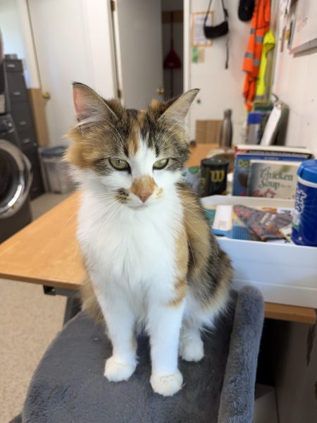 Paloma