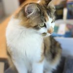 IMG_3828