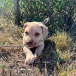ae4e7cdd7d0d85ebd26009b915eeb146